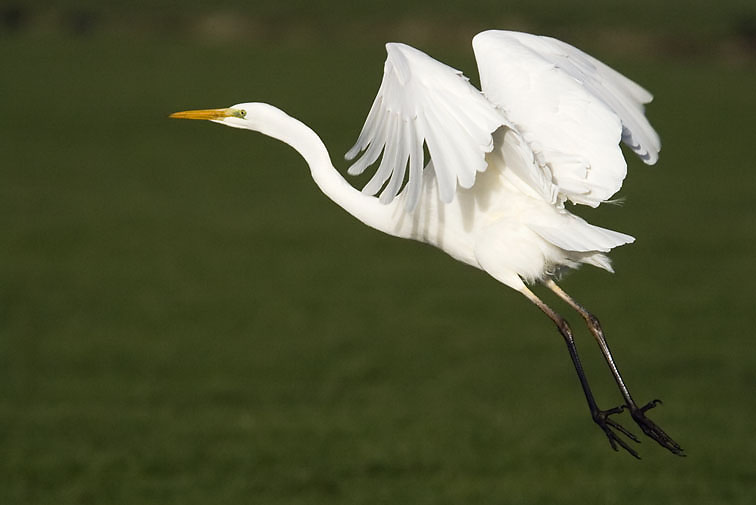 Grotezilverreiger270107C